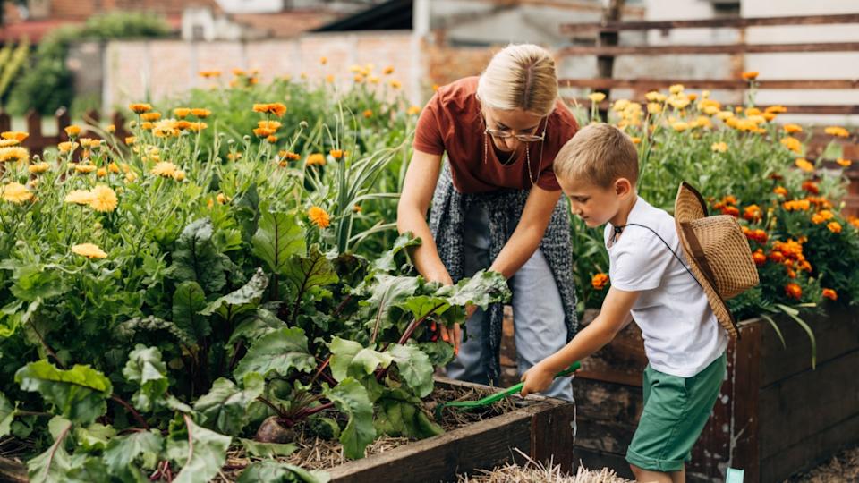 Caucasian boy is hoeing the earth in the bedding around vegetables with a gardening tool. His mother helps him.
