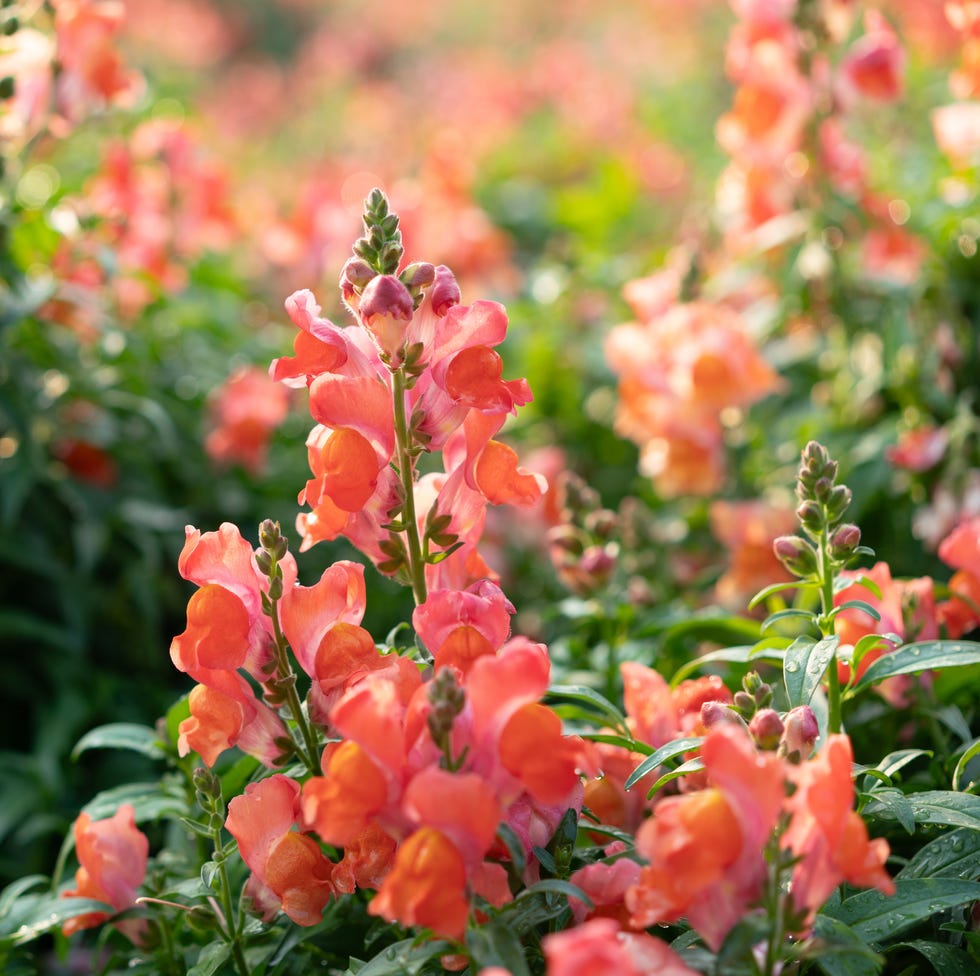 field of snapdragon flowers in shades of orange and pink