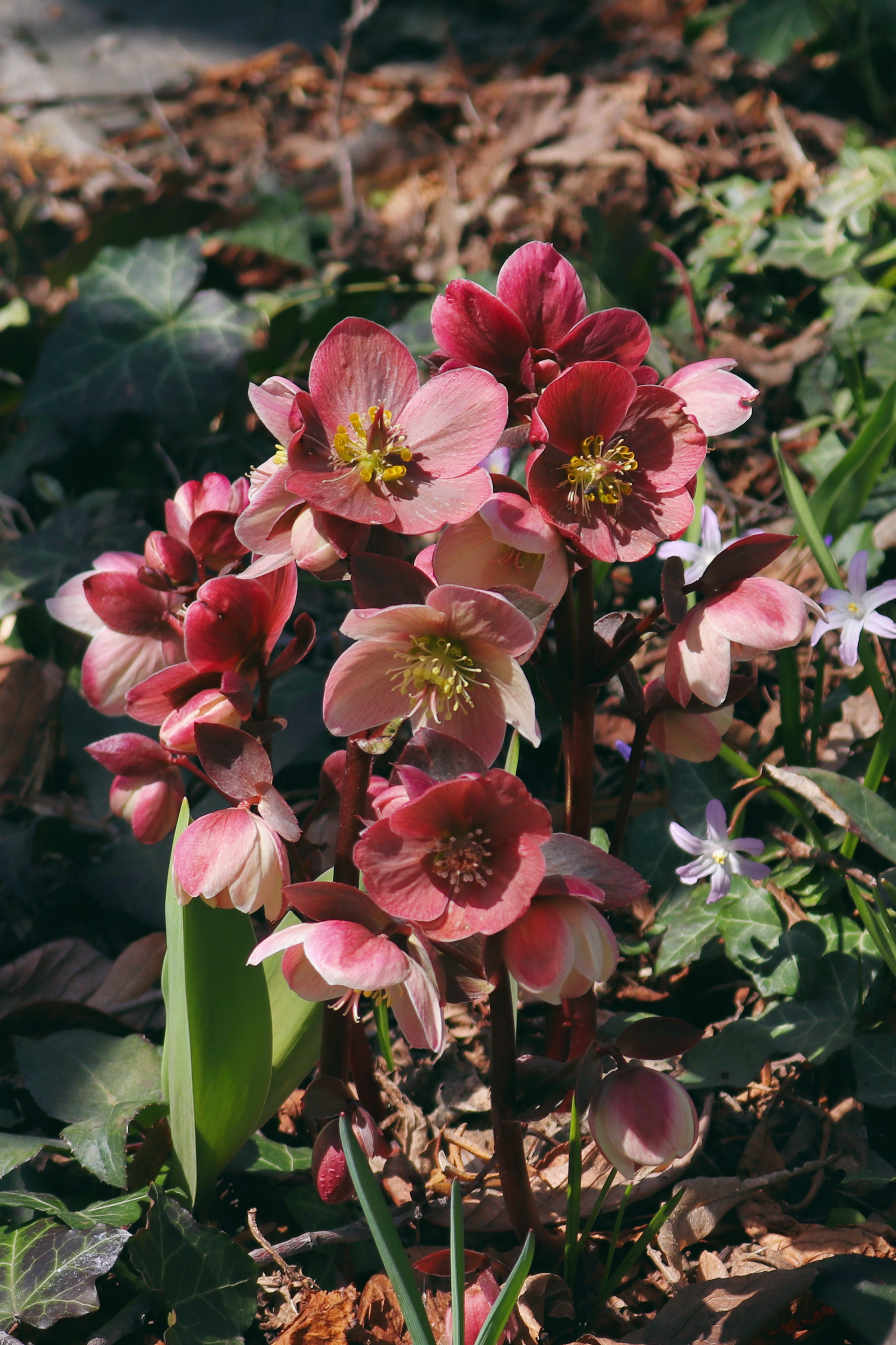 Lenten Roses of Spring