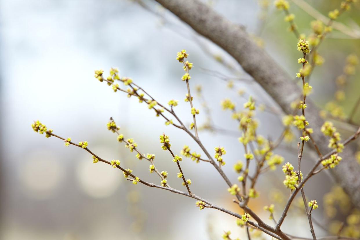 Credit: Dean Schoeppner