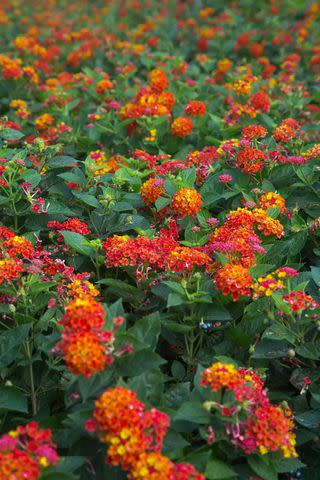 Credit: Southern Living Plant Collection