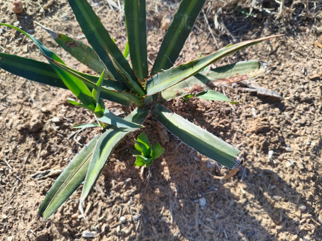 Relocate or Leave Be? Relocate or Leave Be?