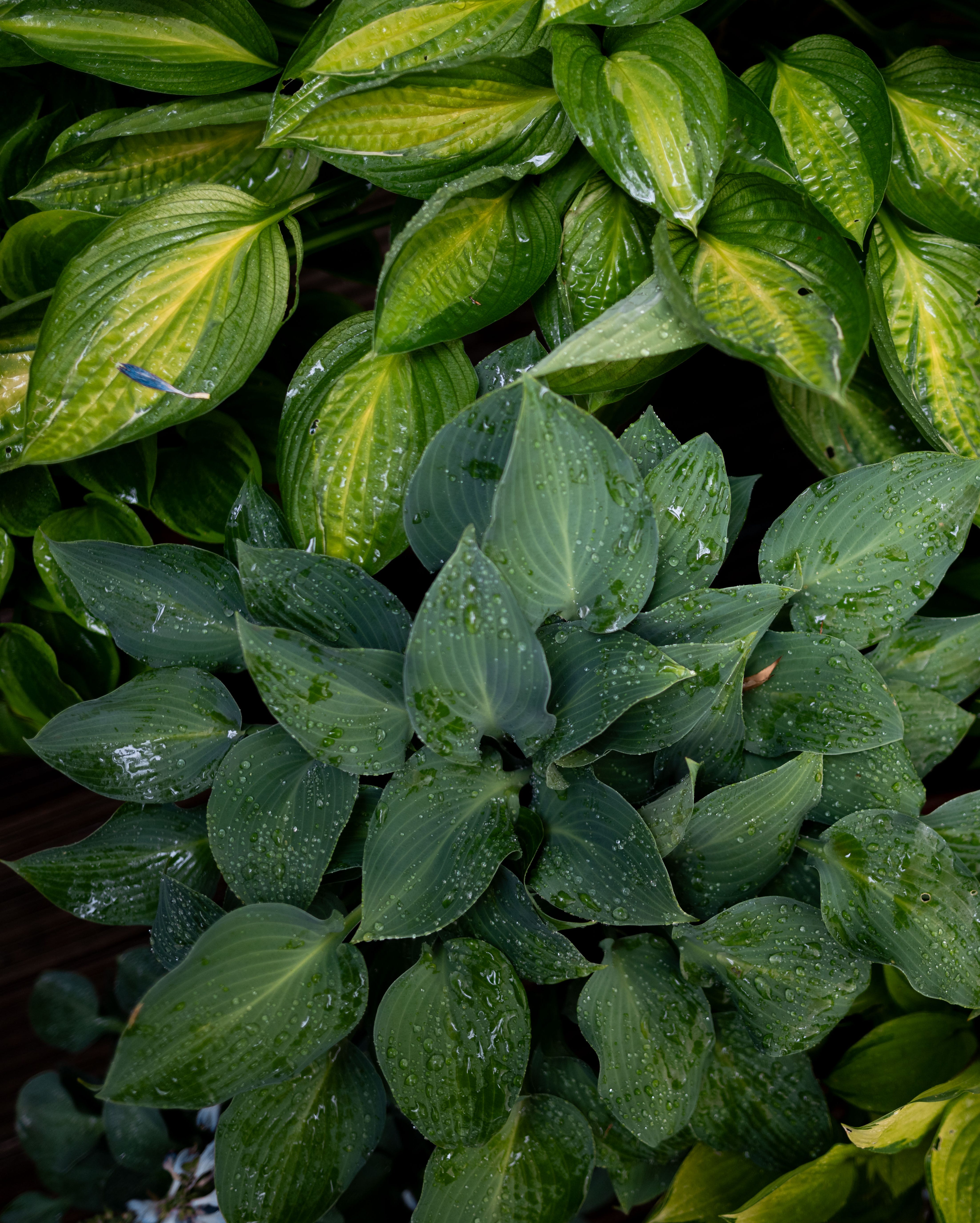 open garden day throughout the ruhr region