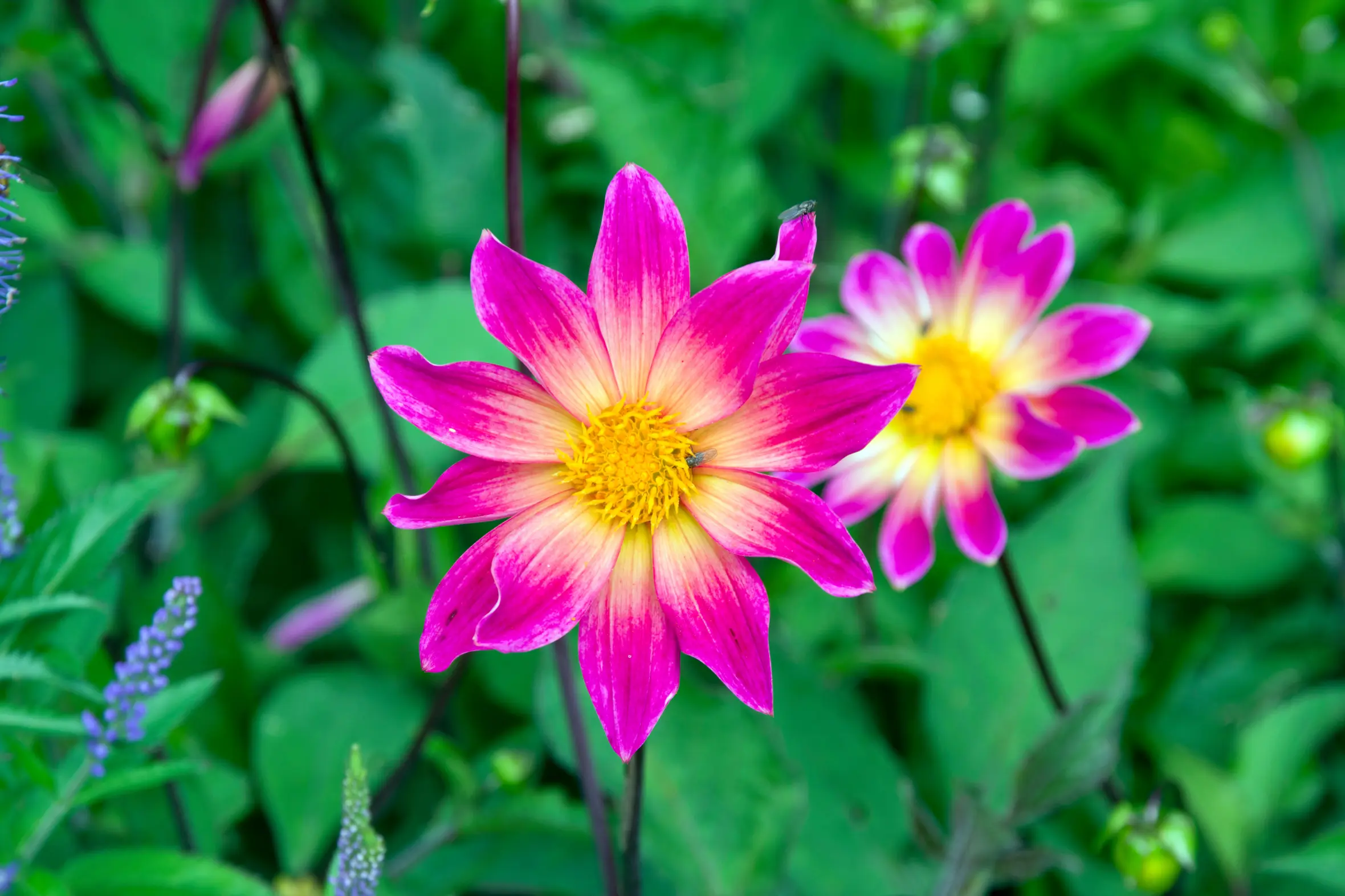 Dahlia 'Bright Eyes' flowers, with a fly on one of them.