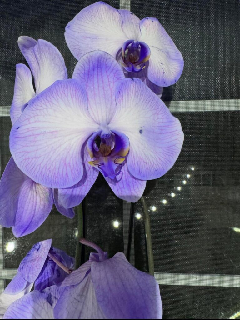 My orchid when I first got it vs the rebloom