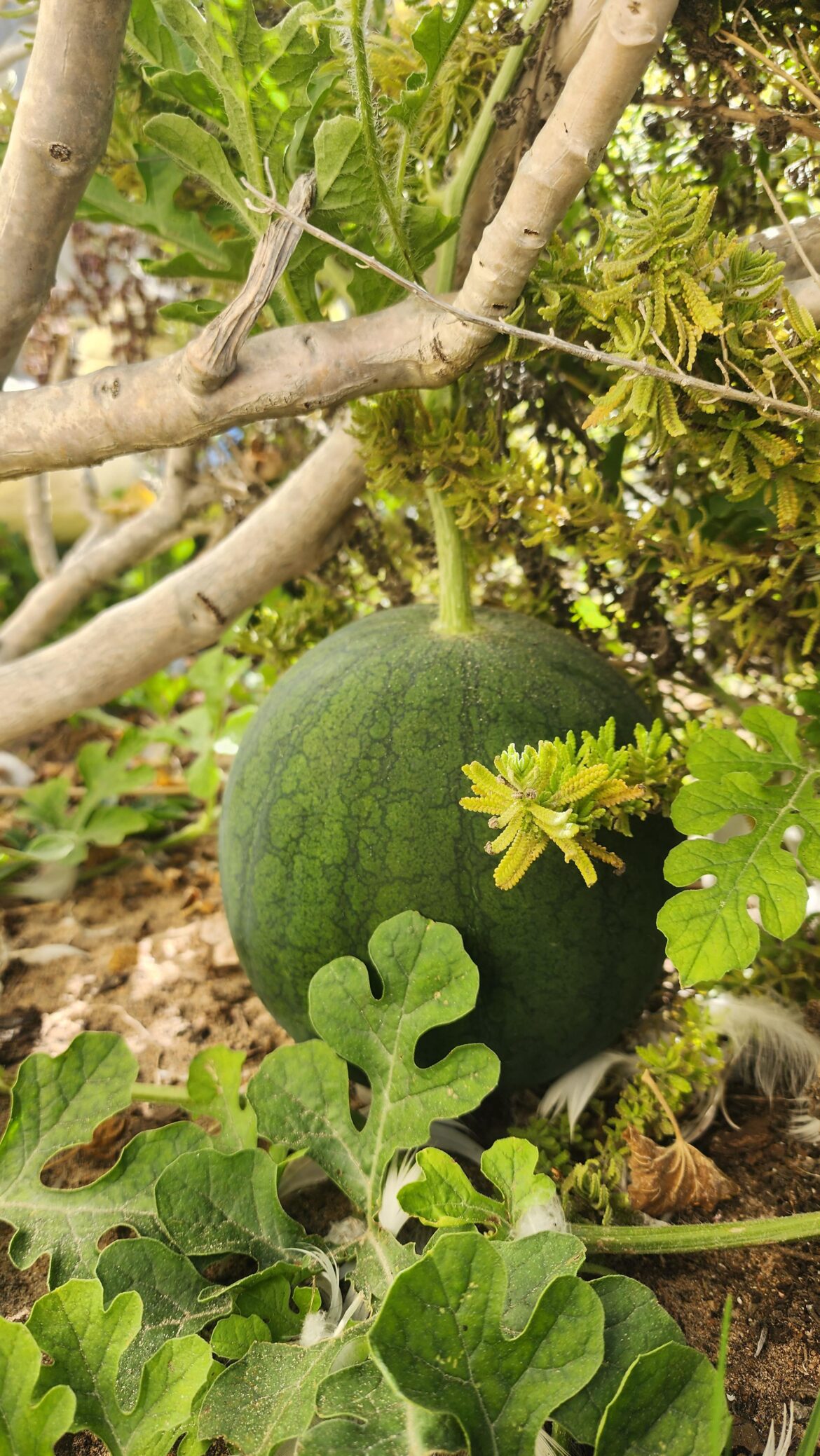 Signs to look for when ready to harvest?
