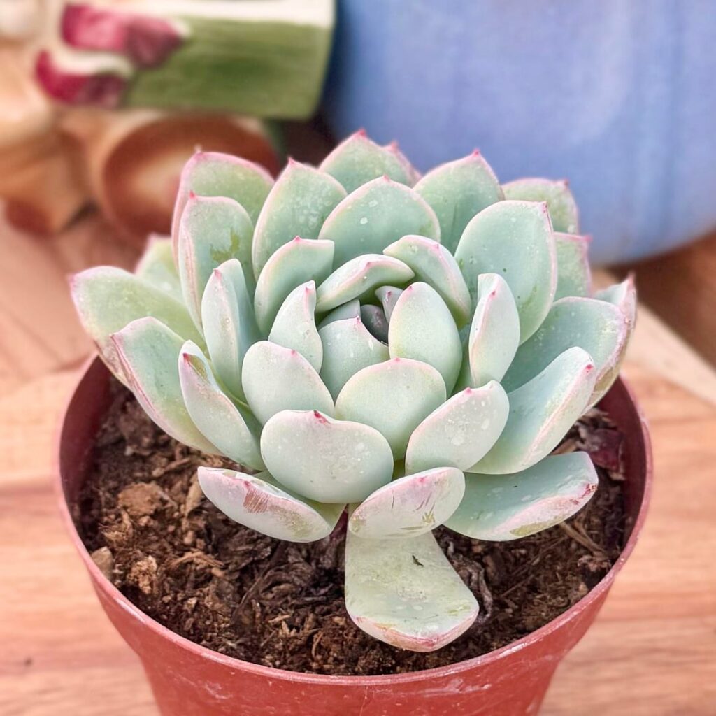 ID Help