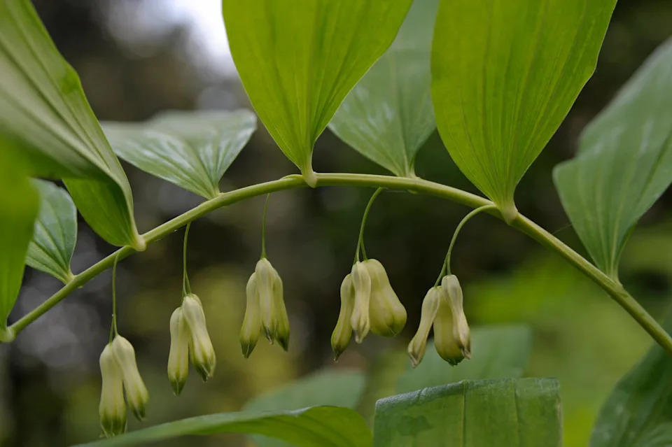 solomon's seal, asparagaceae, lenno, lombardy