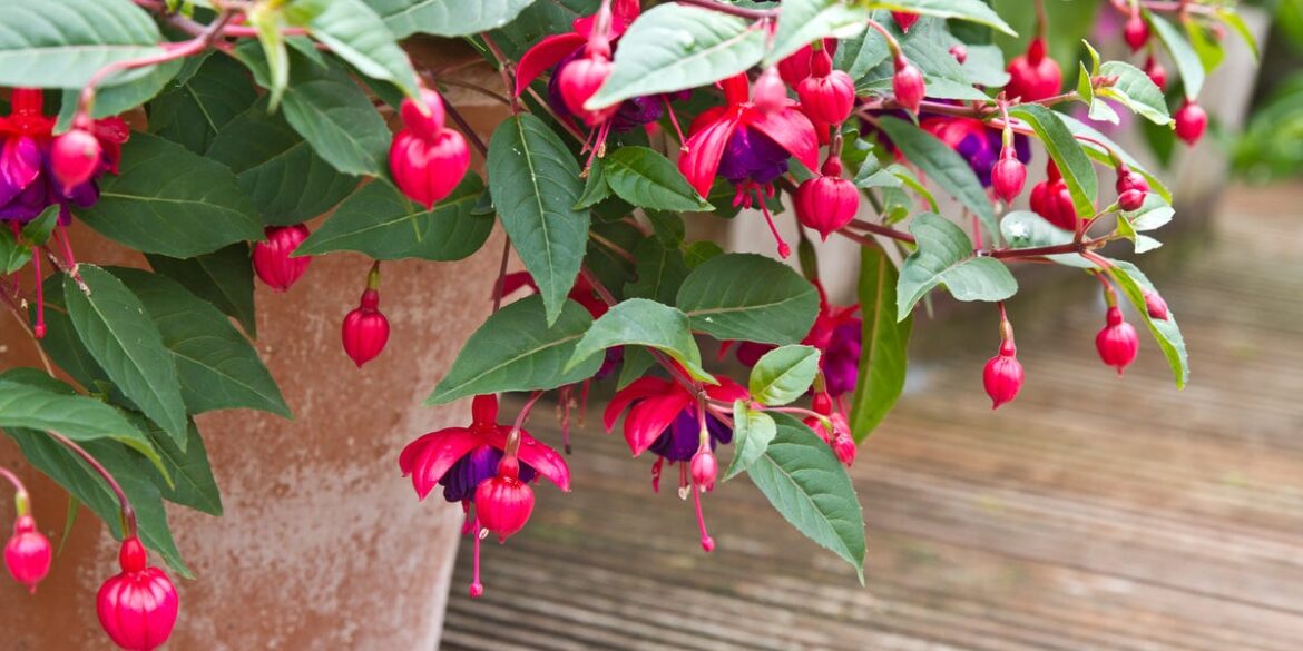 How to Grow and Care for Fuchsia Plants the Right Way