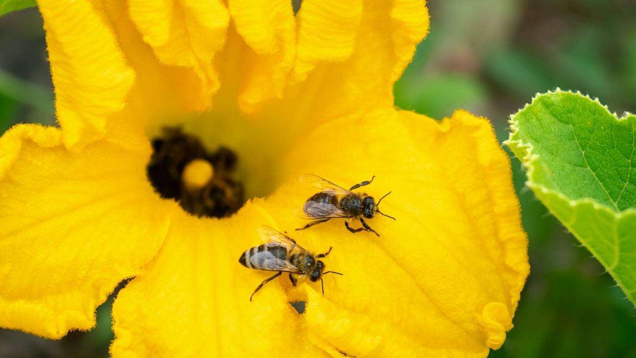 Flower of zucchini with bees. Pollination of flowers. Growing zucchini on a vegetable garden.