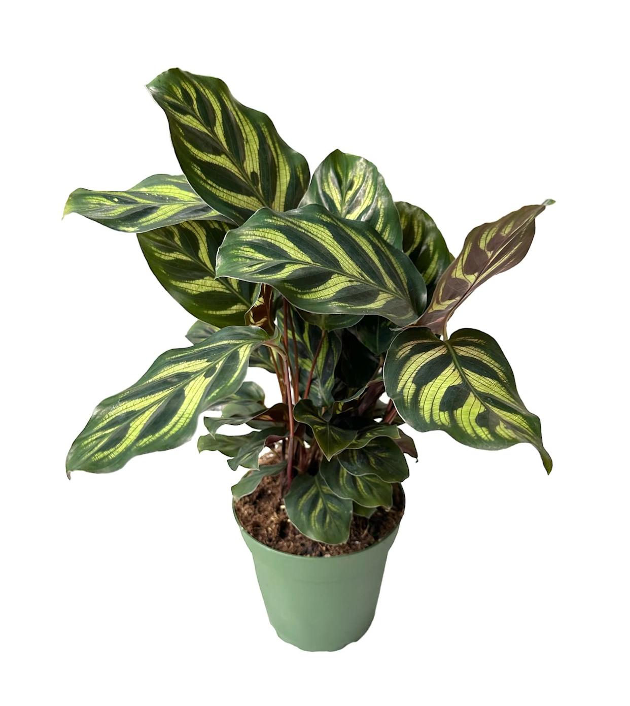 37 Low-Light Houseplants That THRIVE in Darkness