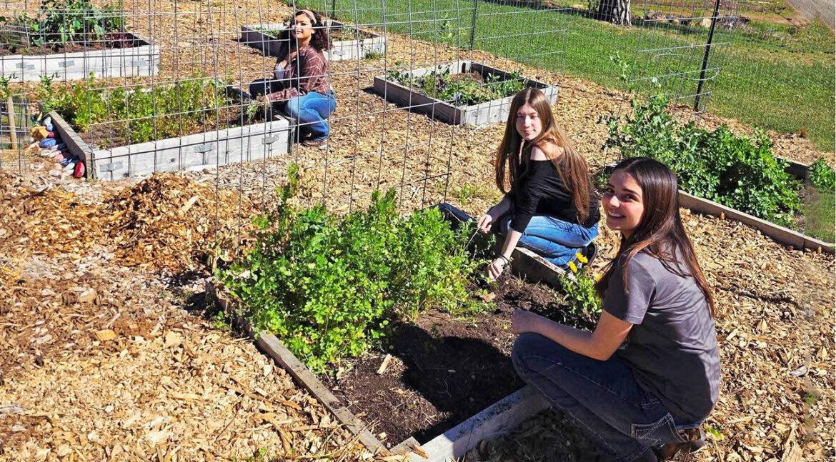 Students get hands-on gardening experience—and more—through GROWN program • Chico News & Review Students get hands-on gardening experience—and more—through GROWN program • Chico News & Review