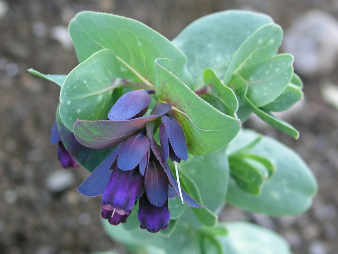 cover A good time to make new additions as your garden comes back to life