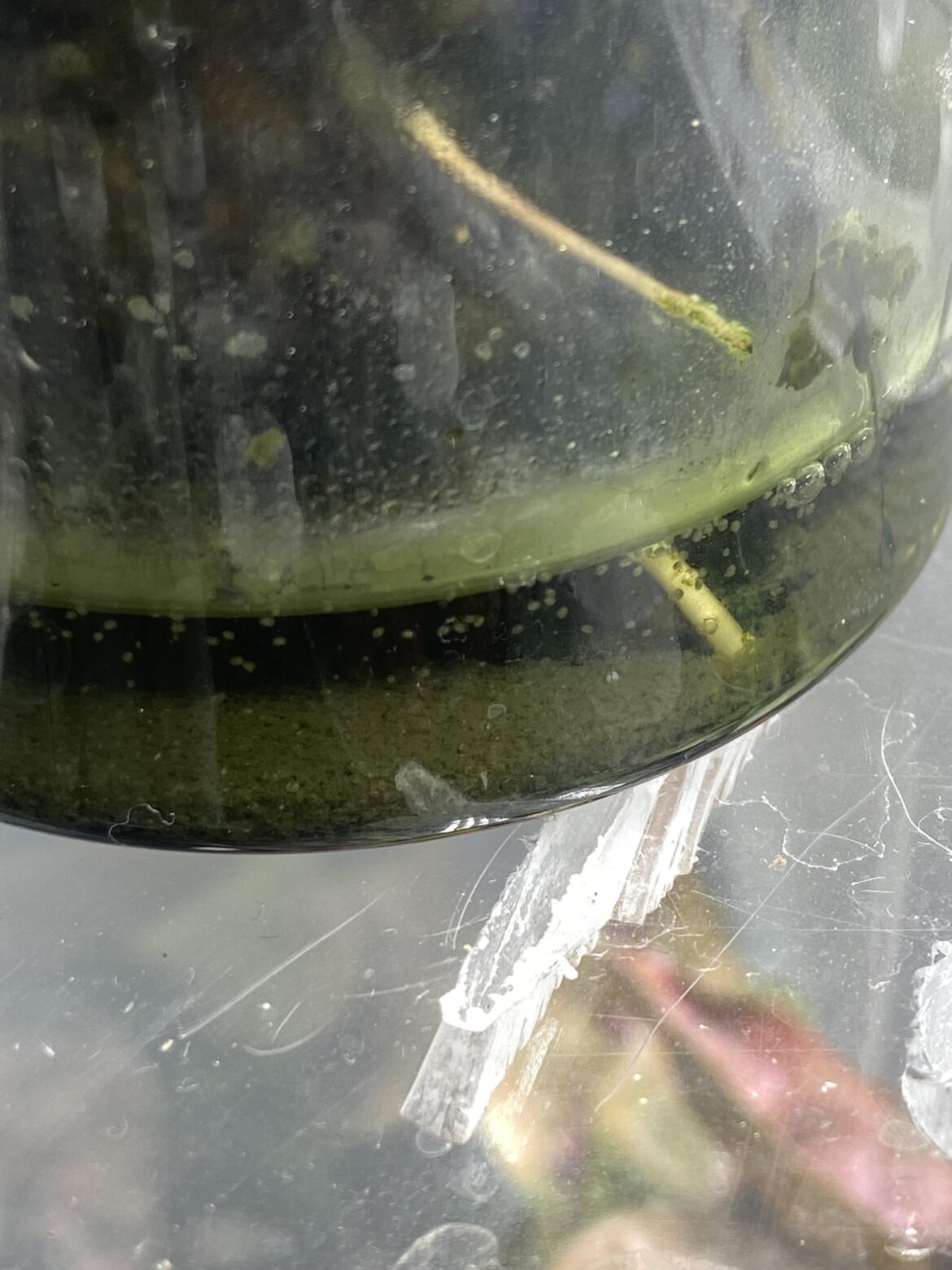 Swimming in my resovoir?