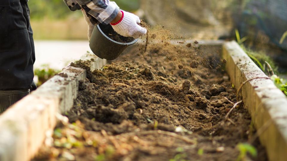 Farmer put a compost to soil at vegetable garden.