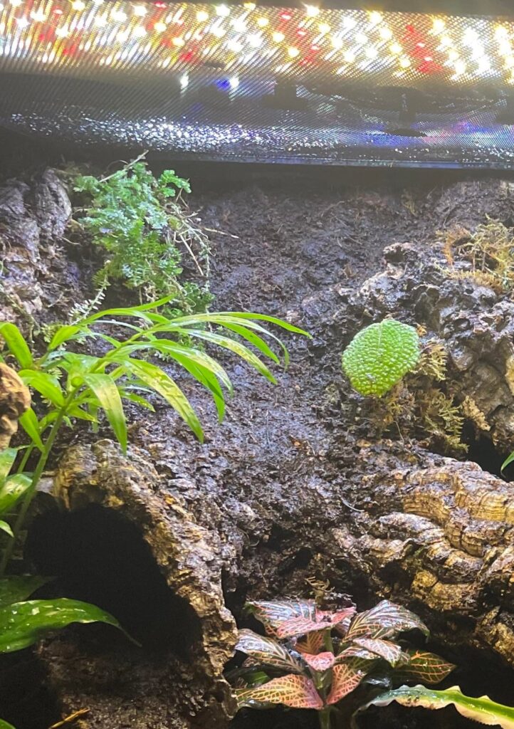 Moss growth from frog daddy