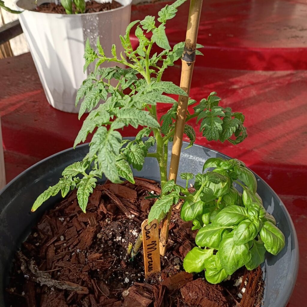 Got any tips for a first time grower?