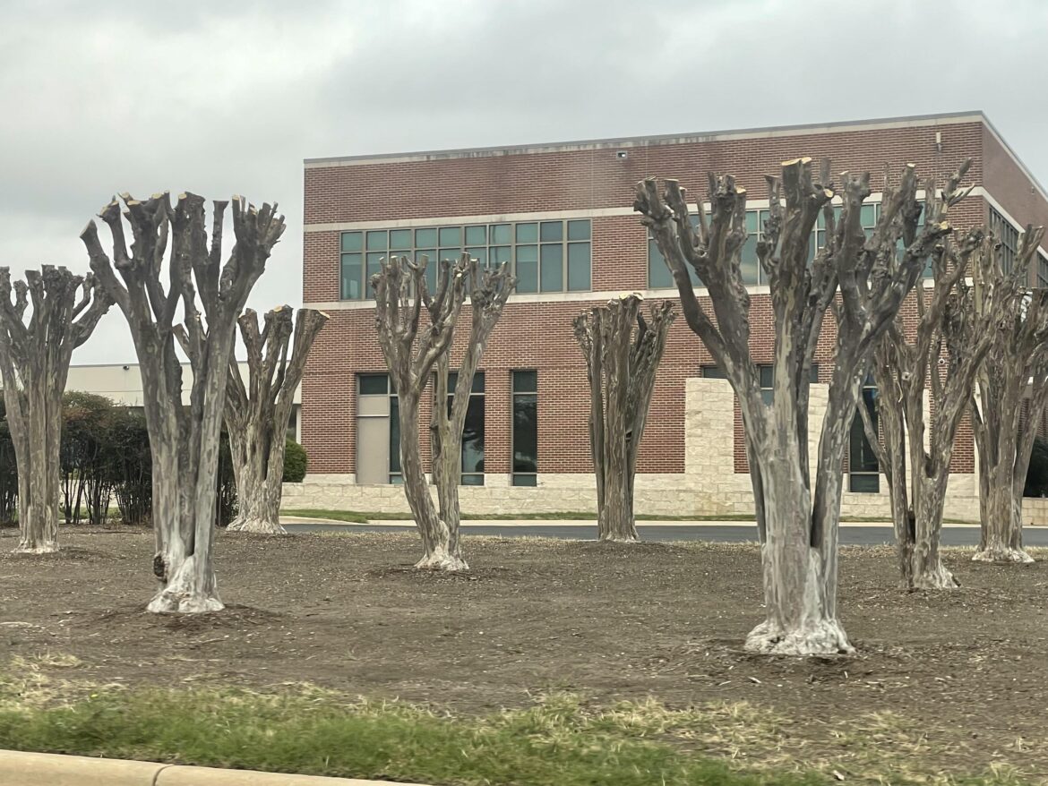 Why would someone do this to trees?