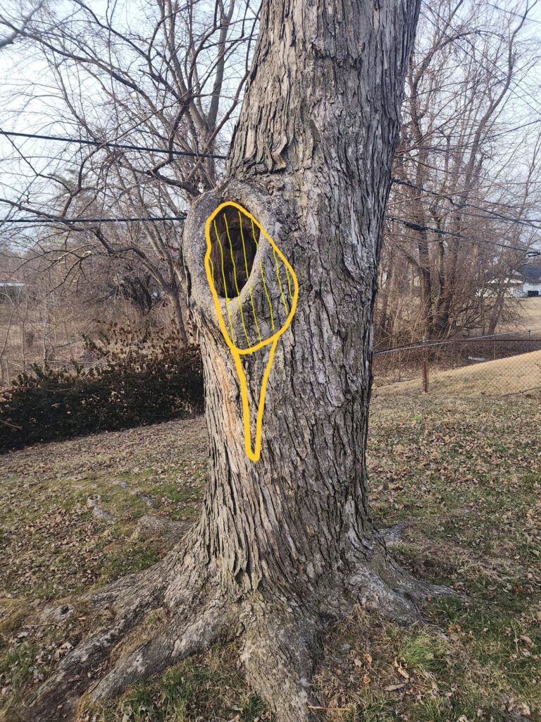 Large hollow tree in backyard — does this need to come down immediately?