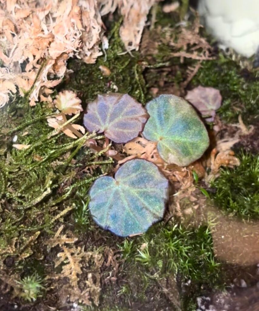 Begonia Sarawak and Selaginella Uncinata