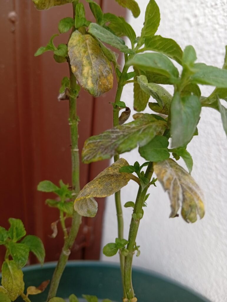 Mint leaves dying?