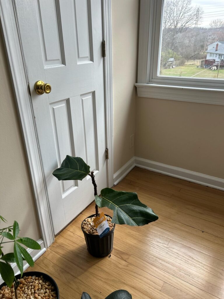 Would this survive?