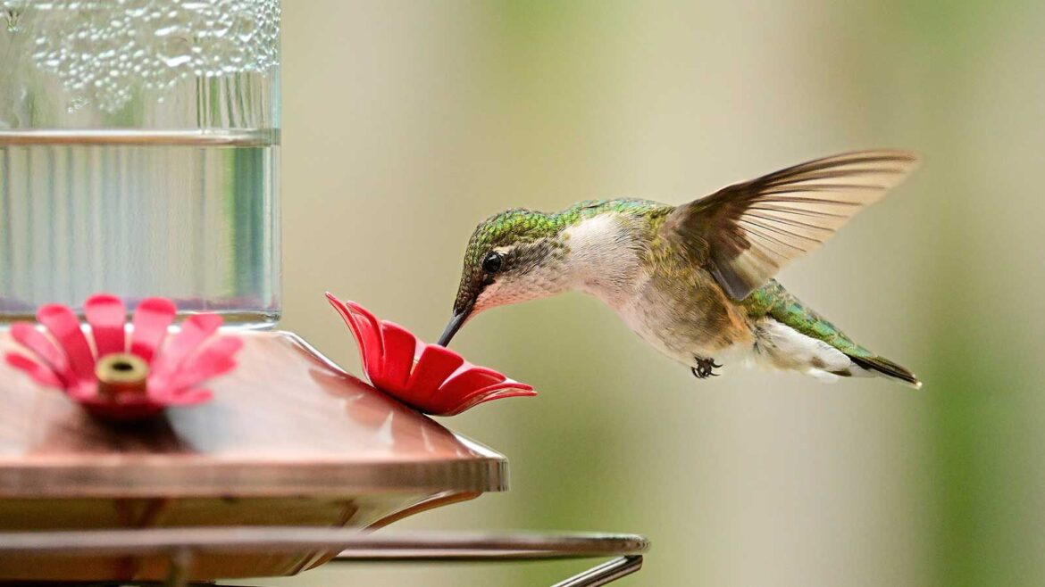 5 Tips for Making Your City Balcony Hummingbird Friendly green hummingbird eating from feeder close-up