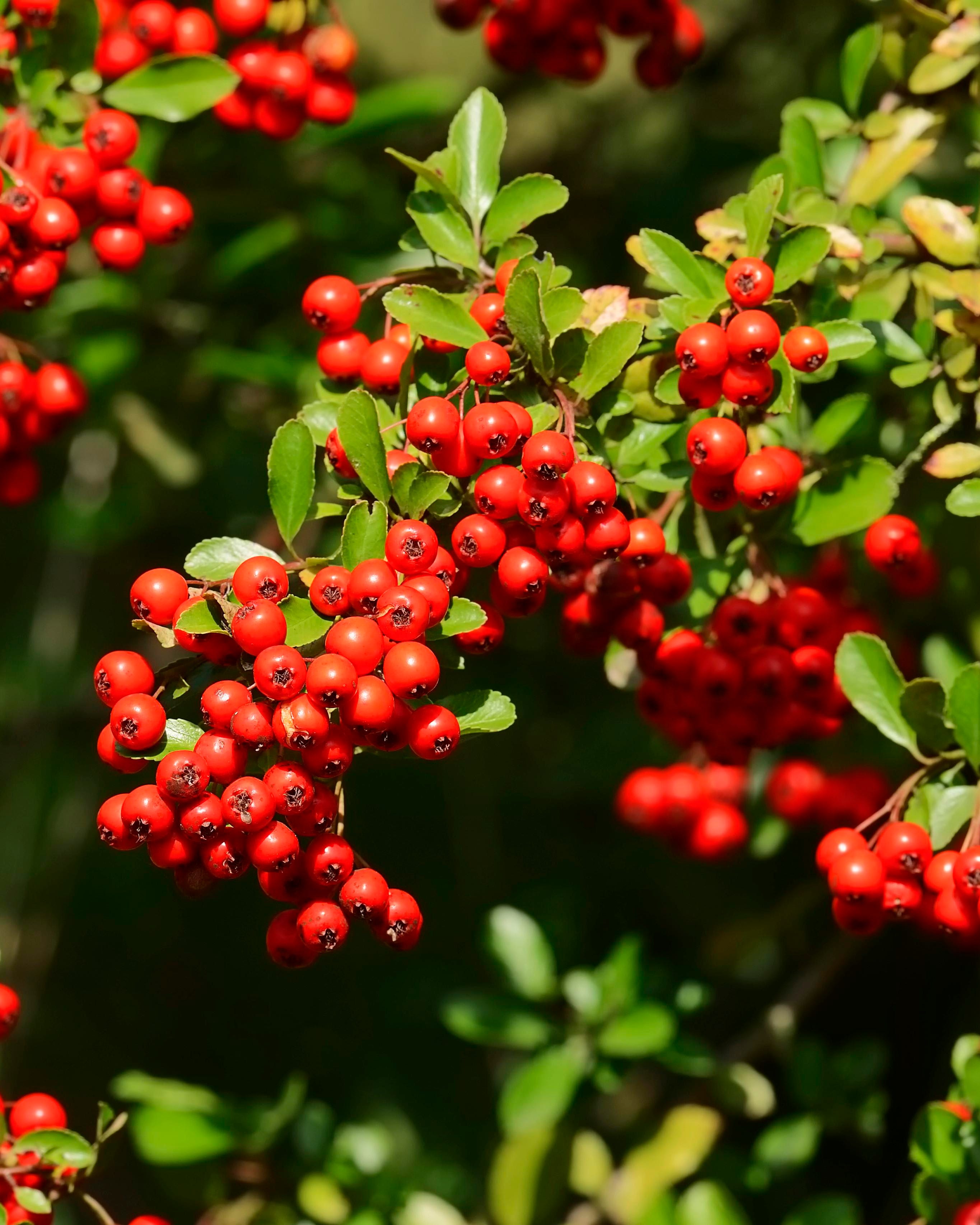 Firethorn (Pyracantha sp.) with berries, North Rhine-Westphalia, Germany