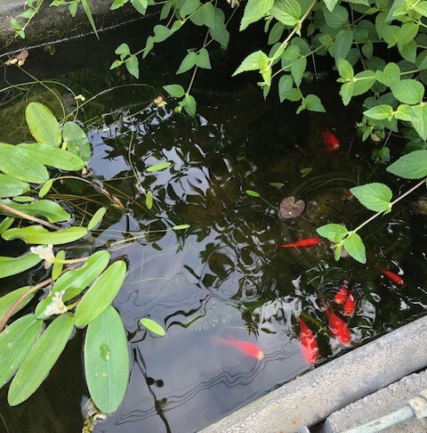 fishandflowers.jpg