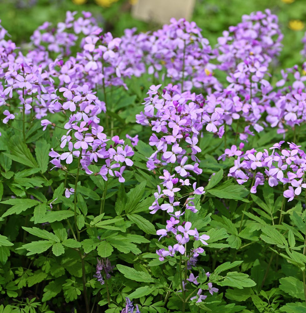cardamine quinquefolia, five leaved cuckoo flower or whorled coral root, species of flowering plant in family brassicaceae