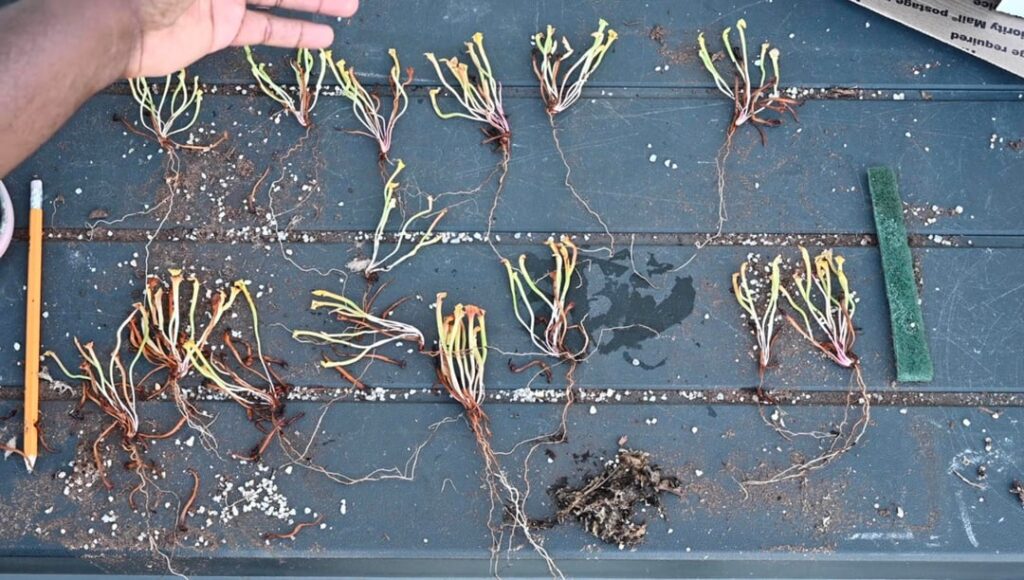 Pre dormancy vs post dormancy pitcher size on sarracenia Flava seedlings. Pic one August 2025