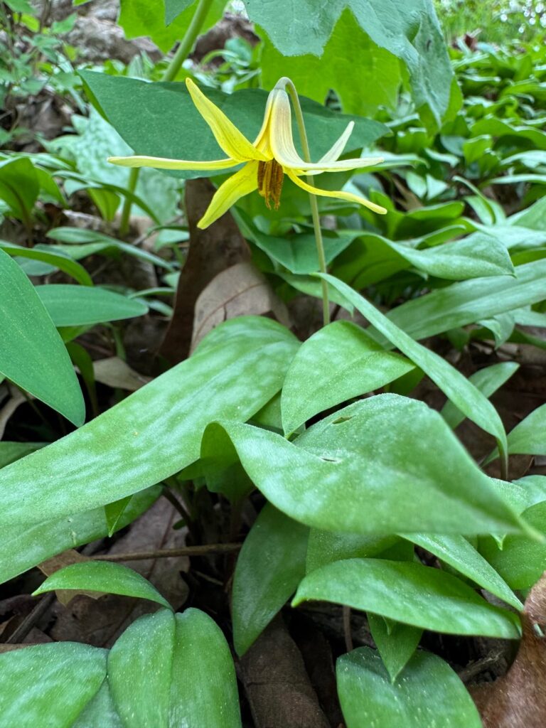 Ephemerals flowering today
