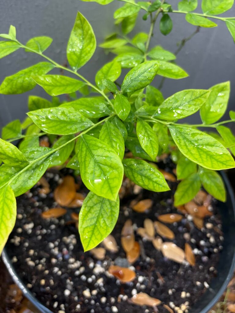 Blueberry Leaves