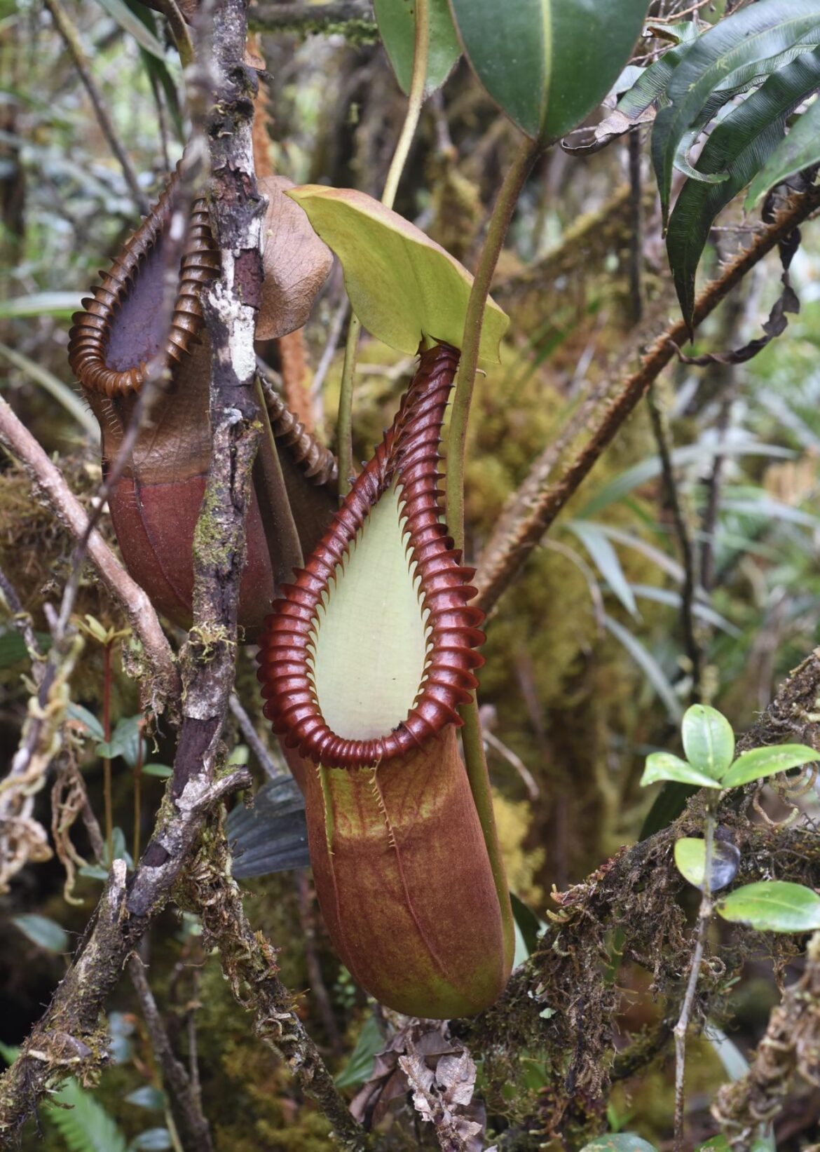 Nothing like Nepenthes macrophylla growing in the wild!