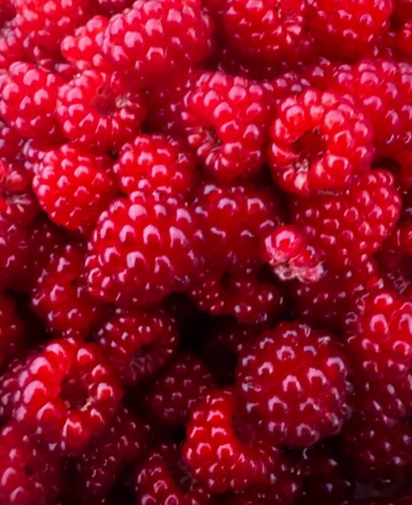 Are these wild raspberries or wineberries?