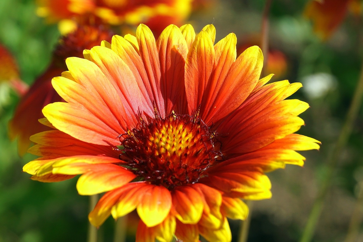 blanket flowers (gallardia x grandiflora) in bloom.