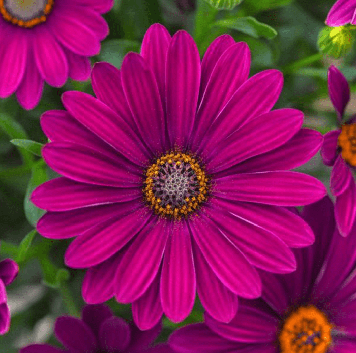 Flower Power African Daisy, full sun annuals