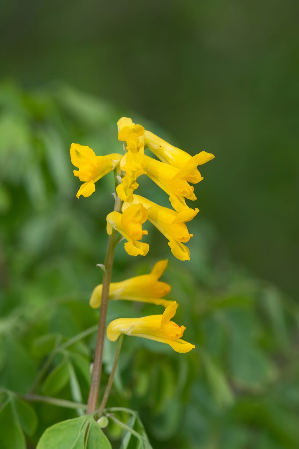 macro shot of yellow corydalis pseudofumaria lutea flowers in bloom