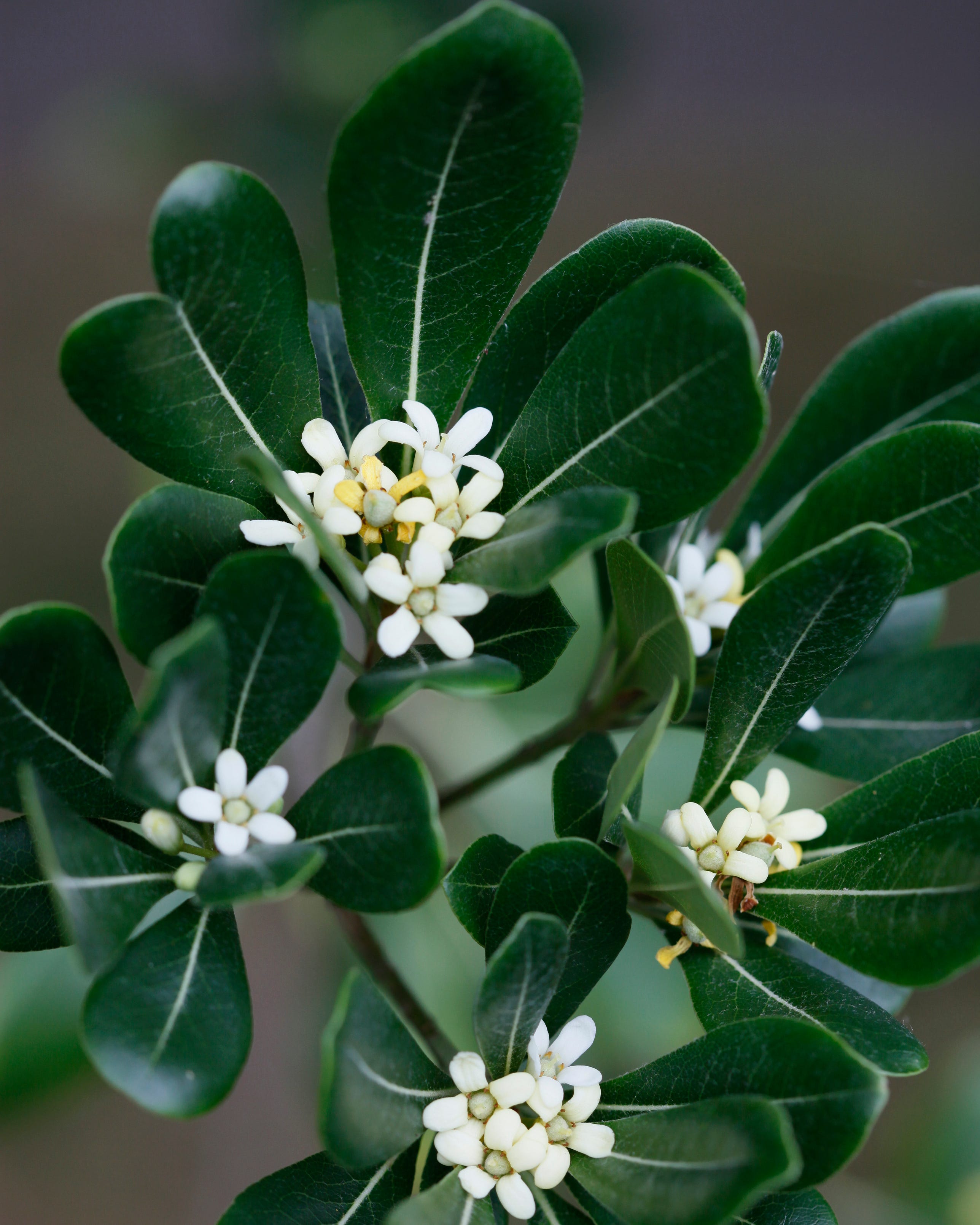 Flowering Japanese Mock Orange (Pittosporum tobira)