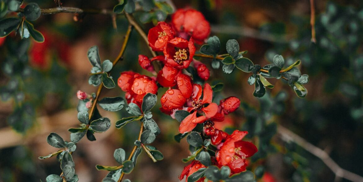 30 of the Best Flowering Shrubs That'll Boost Your Curb Appeal