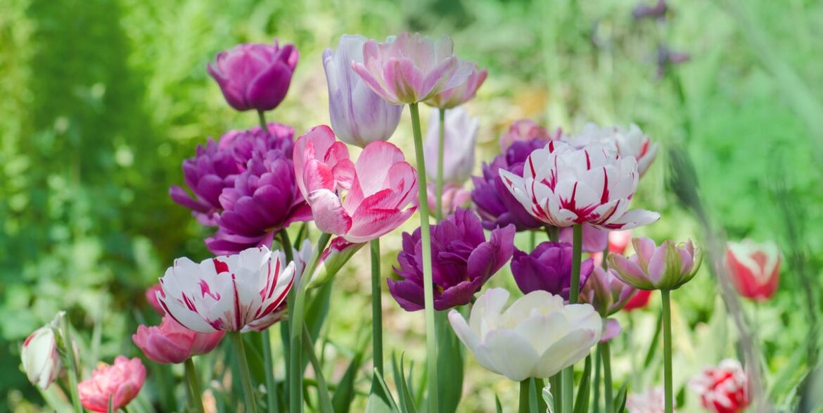 What To Plant, Prune And Prepare Now