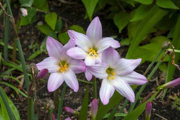 Flowering zephyranthes robusta or pink rain lily