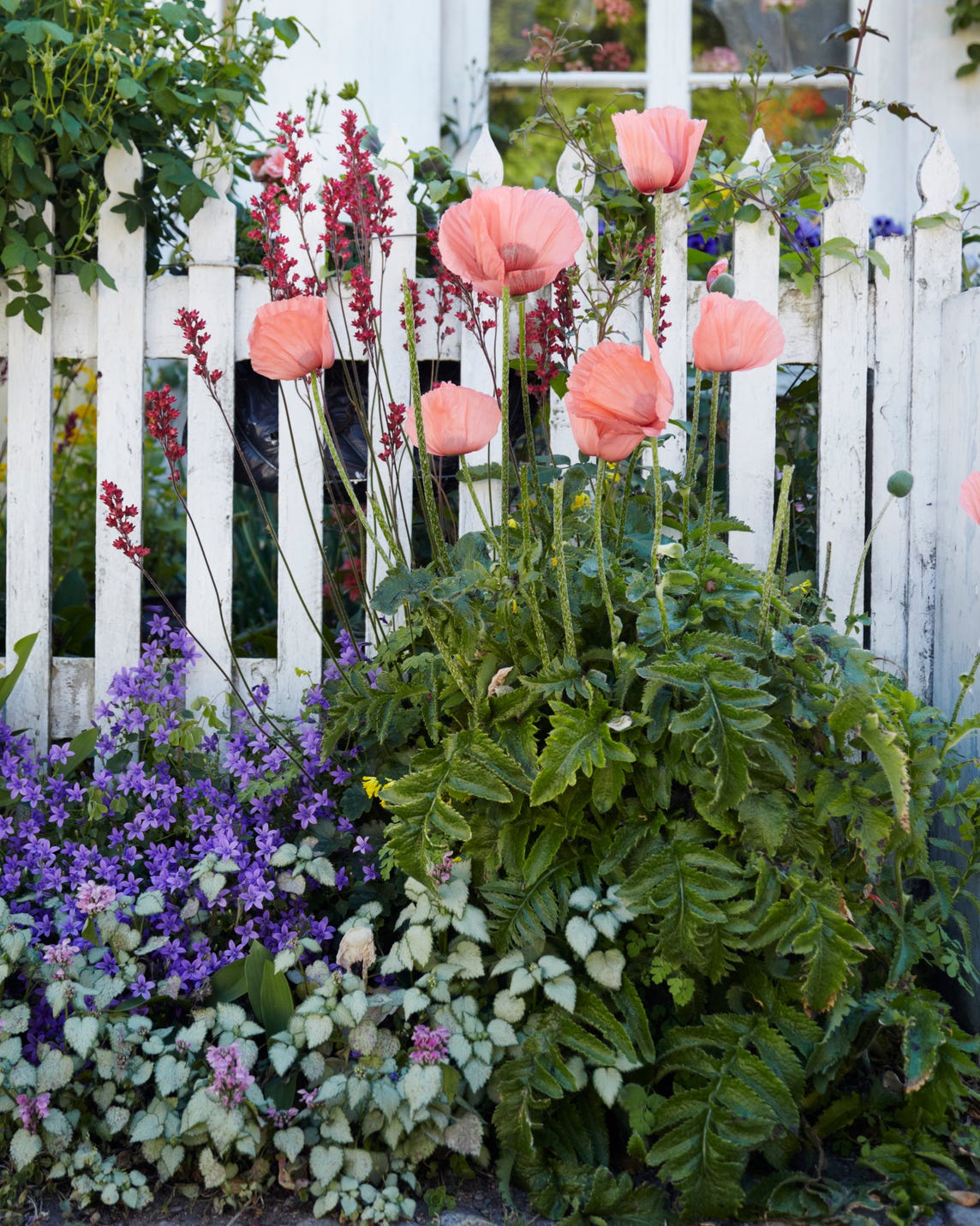 best annual flowers poppies