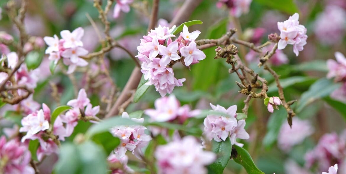 9 Beautiful March Flowers That Bloom Now (And When To Plant Them For Next Spring)
