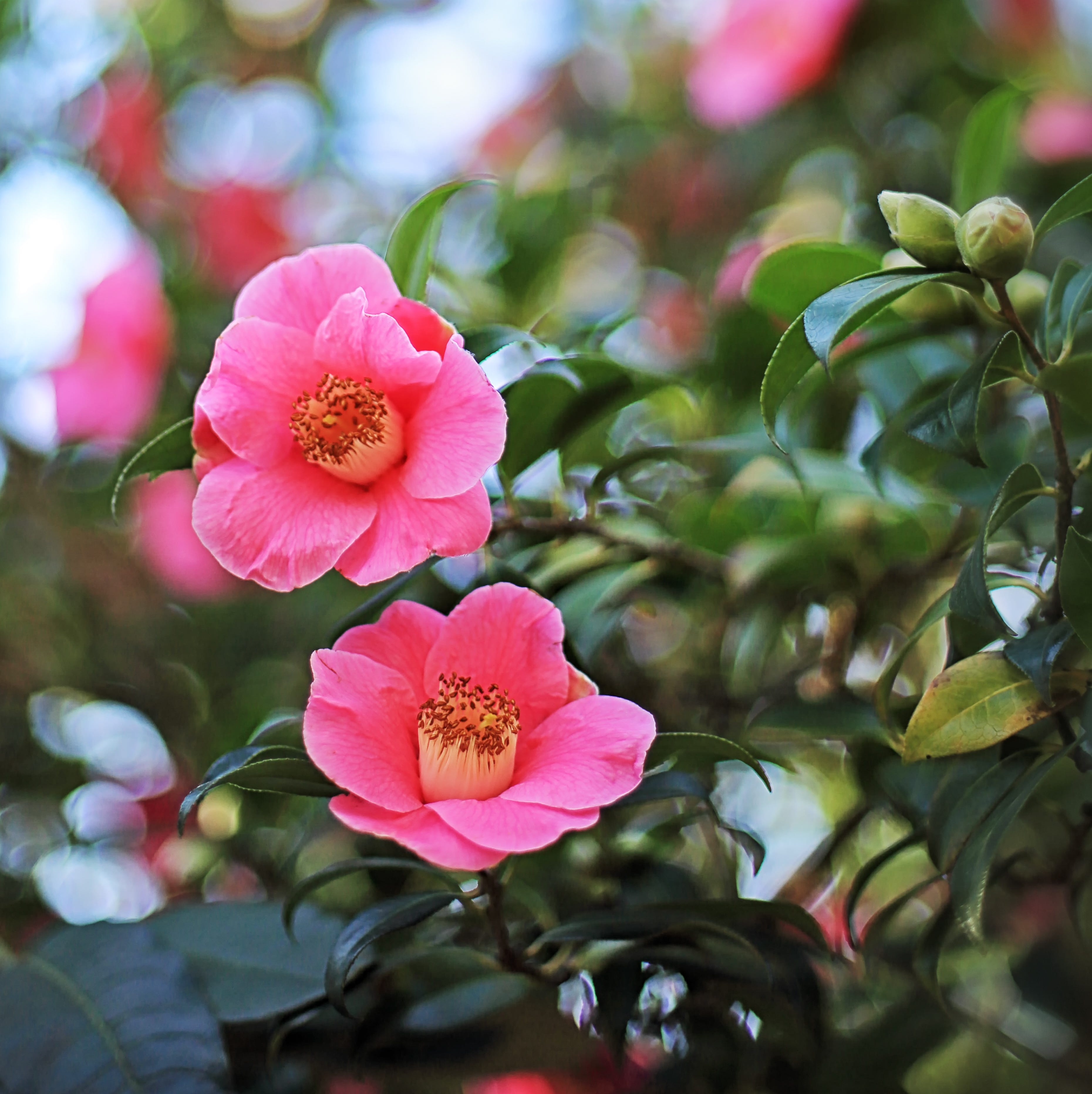camellia pink flower