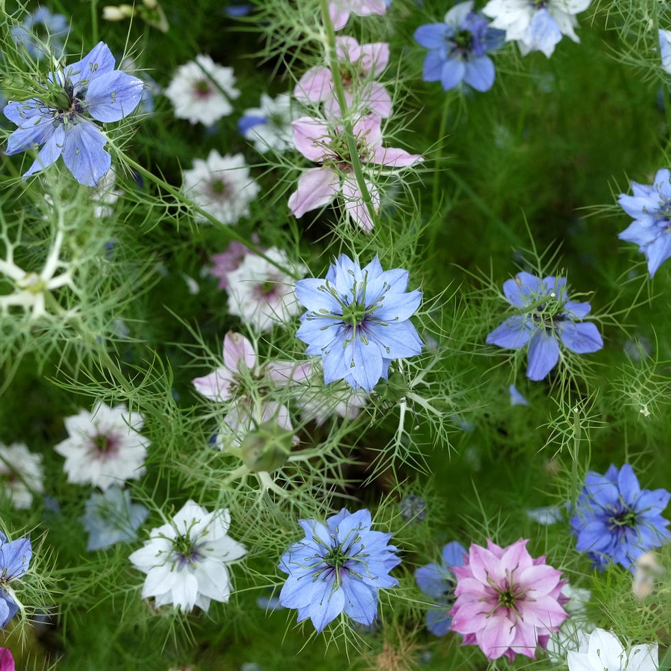 Blue, white and pink Nigella damascena, love in a mist, in flower. blue, white and pink nigella damascena, love in a mist, in flower.