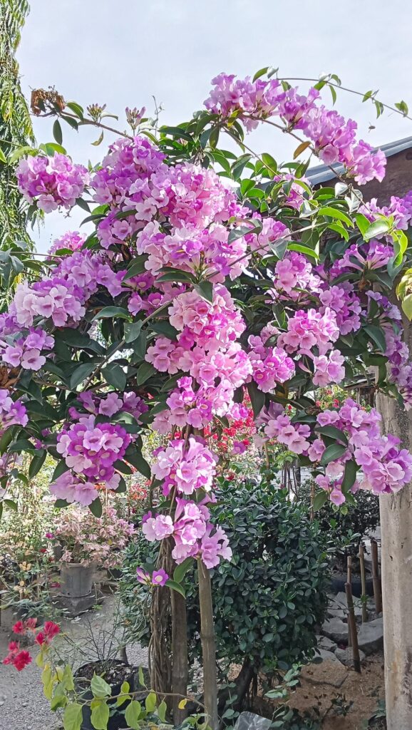 My garlic vine bursting with flowers🌸
