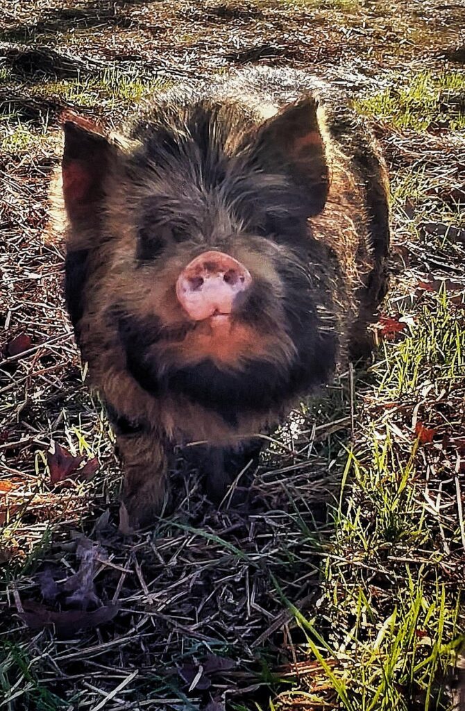 KuneKune