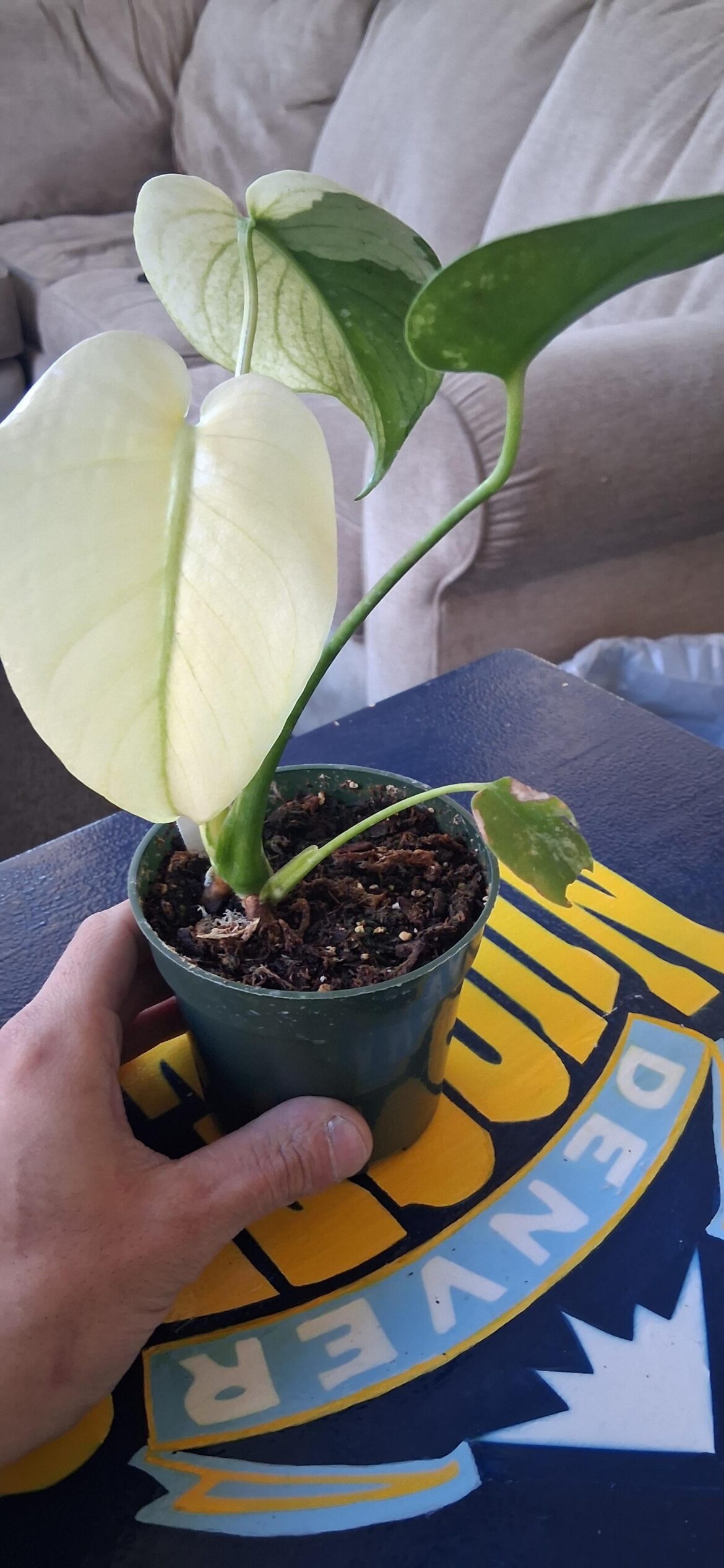 Just got a mint monstera