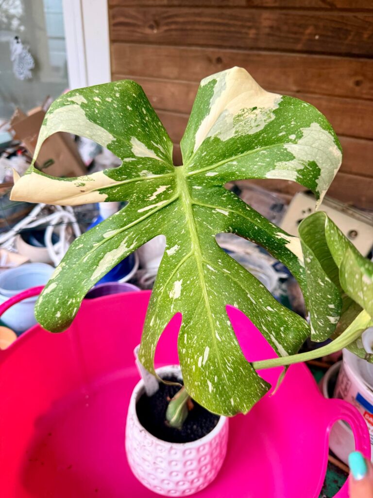 Time to repot Thai Monstera after root rot recovery? Time to repot Thai Monstera after root rot recovery?